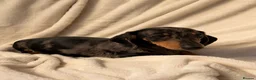 Miniature Dachshund dogs for sale: Gorgeous KC Minature Daxi puppies - Advert 3