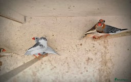 Finches birds for sale: ZEBRA FINCHES FOR SALE - Image 10