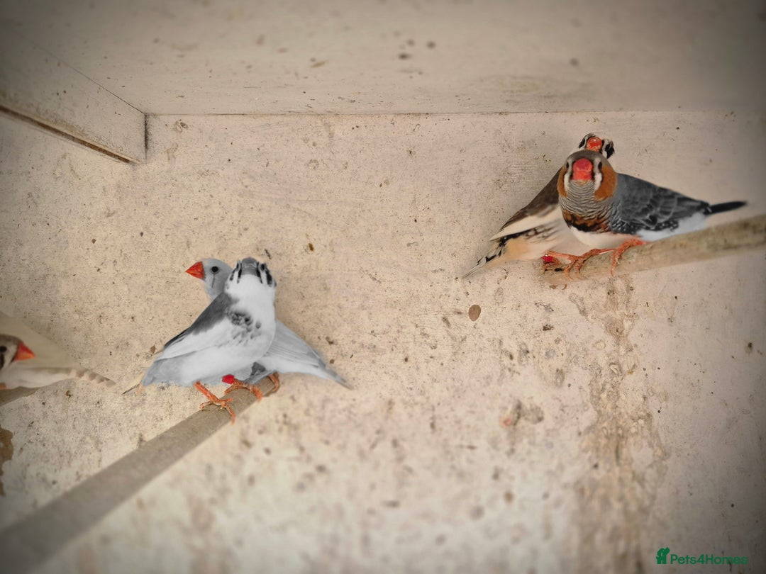 Finches birds for sale: ZEBRA FINCHES FOR SALE - Image 10