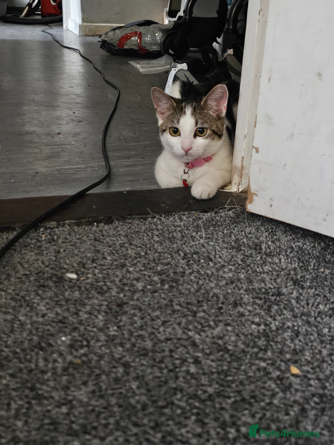British Shorthair cats for sale: Female 6 month kitten  - Image 1