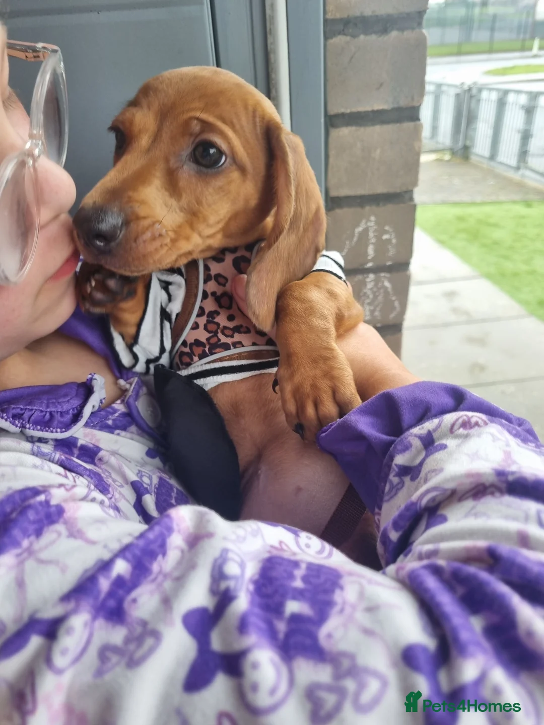 Miniature Dachshund dogs for sale: Beautiful miniature red dapple dauchaund  - Advert 2