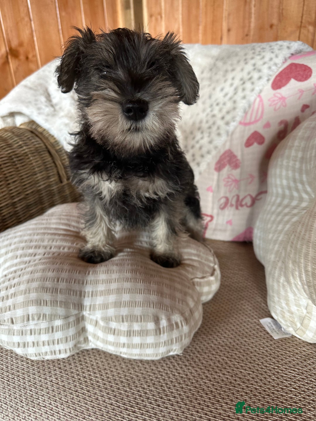 Miniature Schnauzer dogs for sale: Ready Now! miniature schnauzer puppies  - Image 11