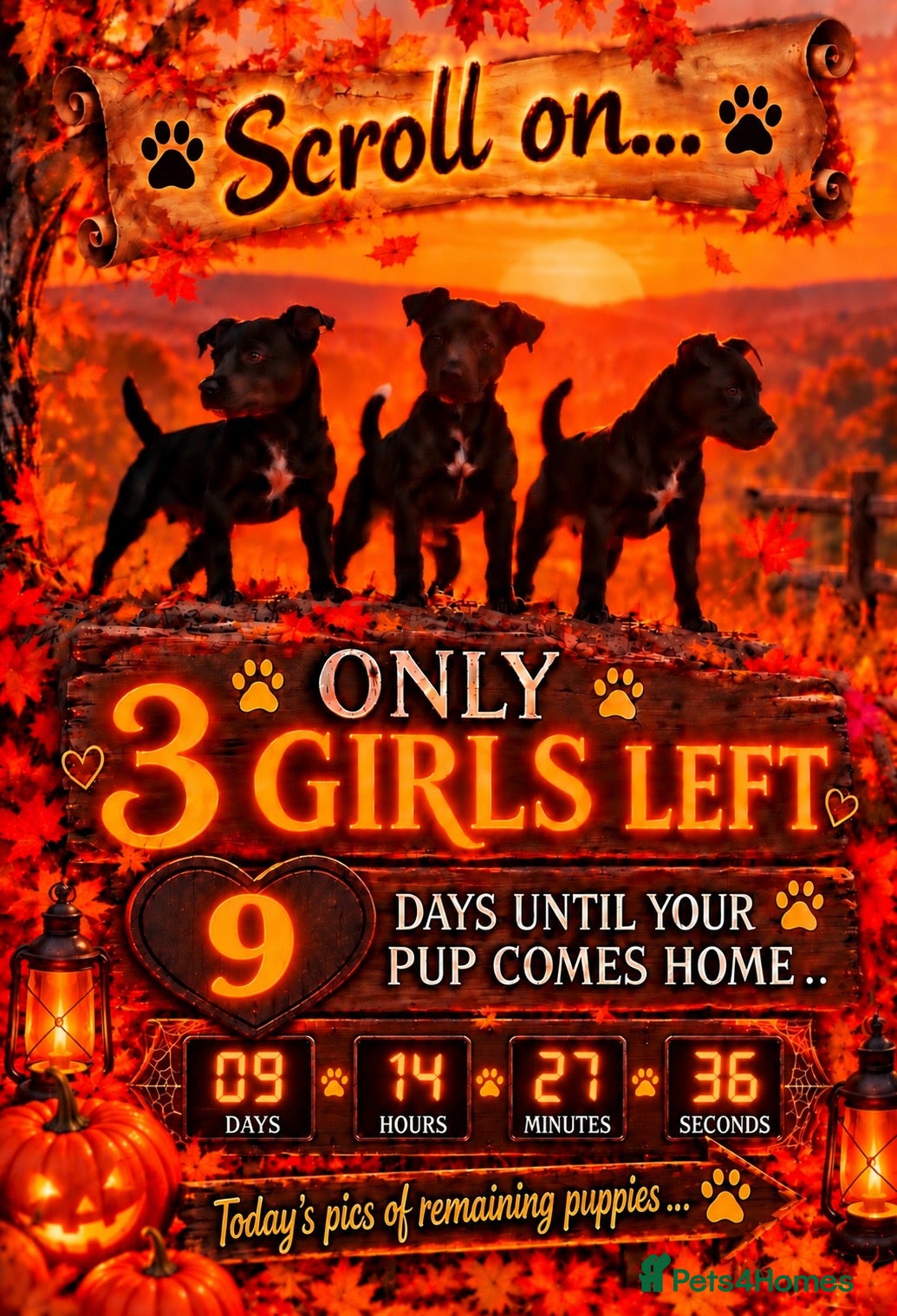 Patterdale Terrier dogs Stunning spooktacular Patterdale puppies  - Advert 2