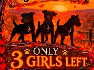 Patterdale Terrier dogs Stunning spooktacular Patterdale puppies - Advert 2
