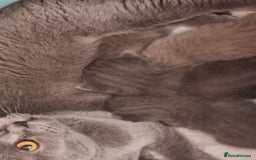 Scottish Fold cats for sale: Very Friendly Kittens, Pedigree Scottish Fold  - Image 30