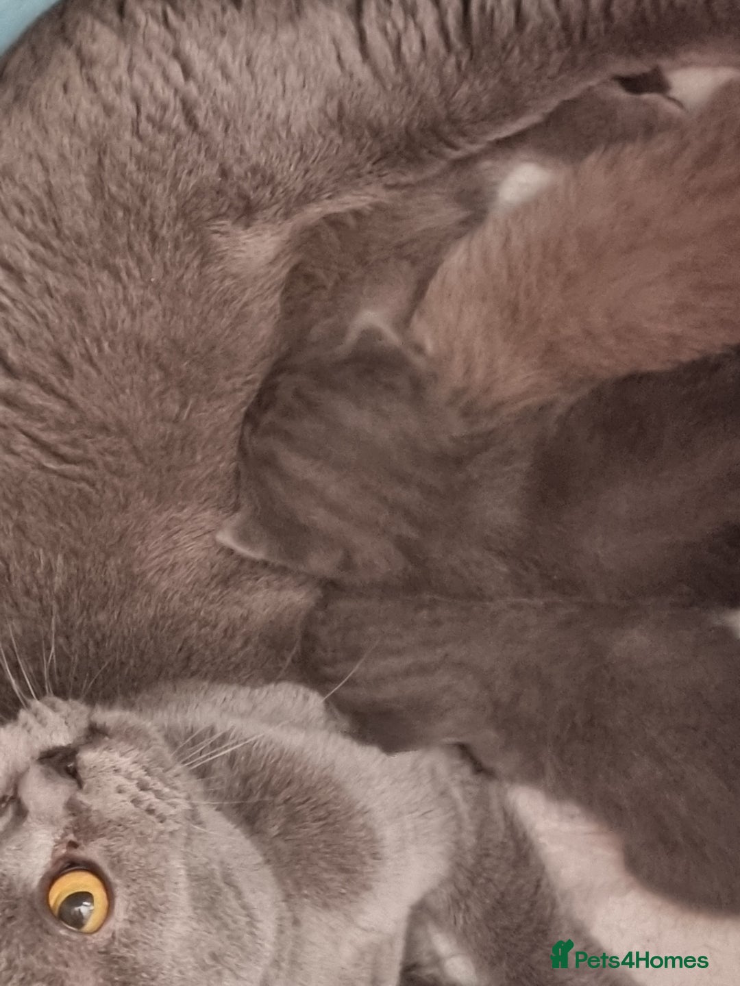 Scottish Fold cats for sale: Very Friendly Kittens, Pedigree Scottish Fold  - Image 30