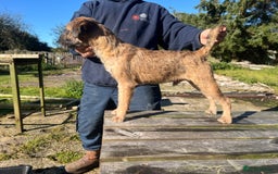 Border Terrier dogs for sale: Very special little girl - Image 8