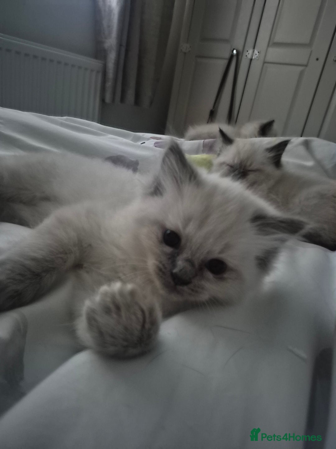 Ragdoll cats for sale: Pure Breed Ragdoll Kittens  - Advert 8