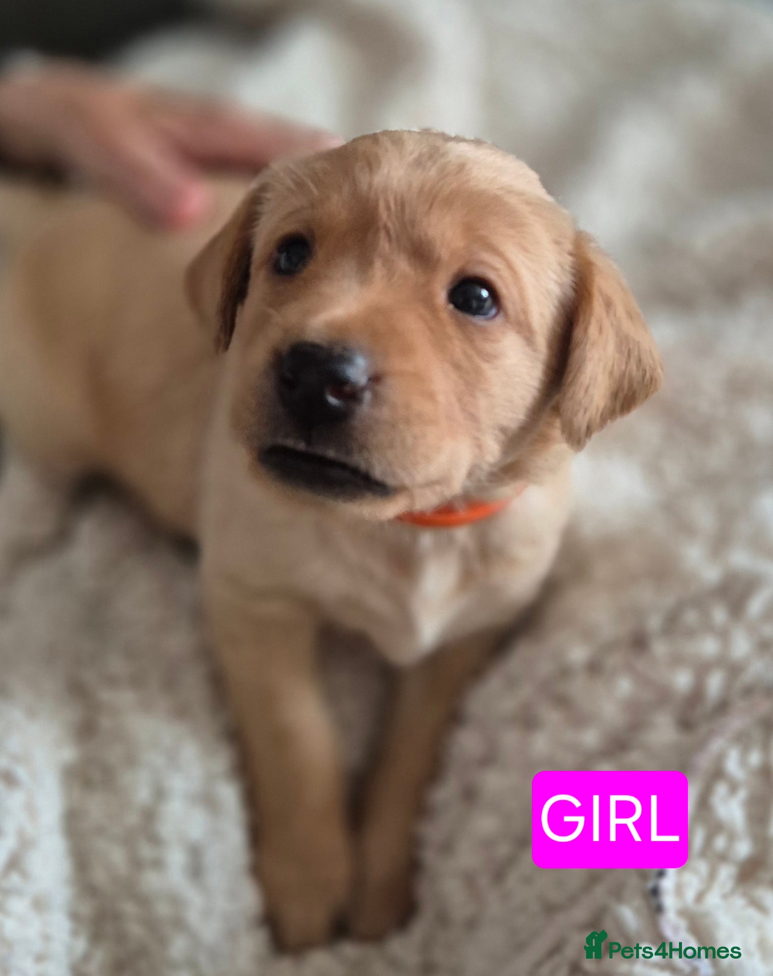 Labrador Retriever dogs Pedigree fox red/yellow labrador puppies  - Advert 2