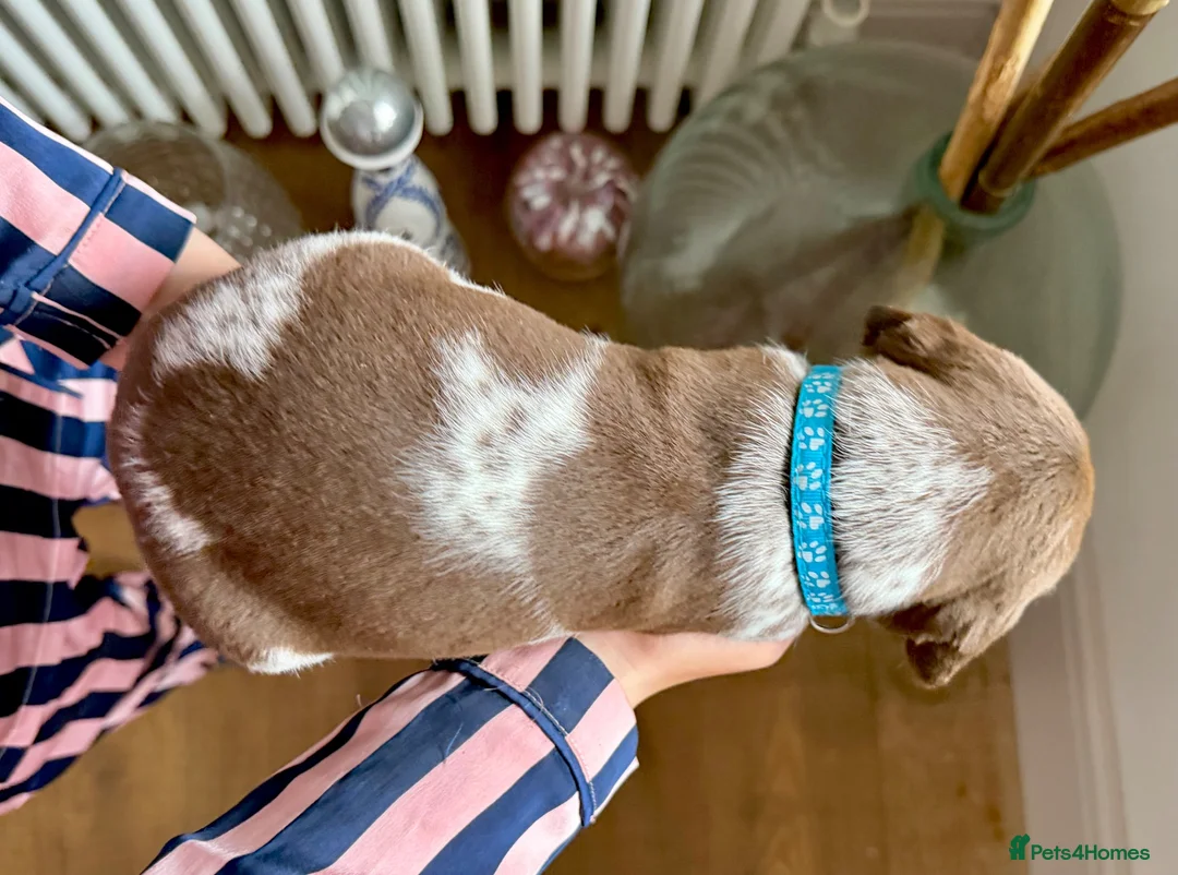 German Shorthaired Pointer dogs for sale: KC Registered German Shorthaired Pointer Puppies - Advert 17