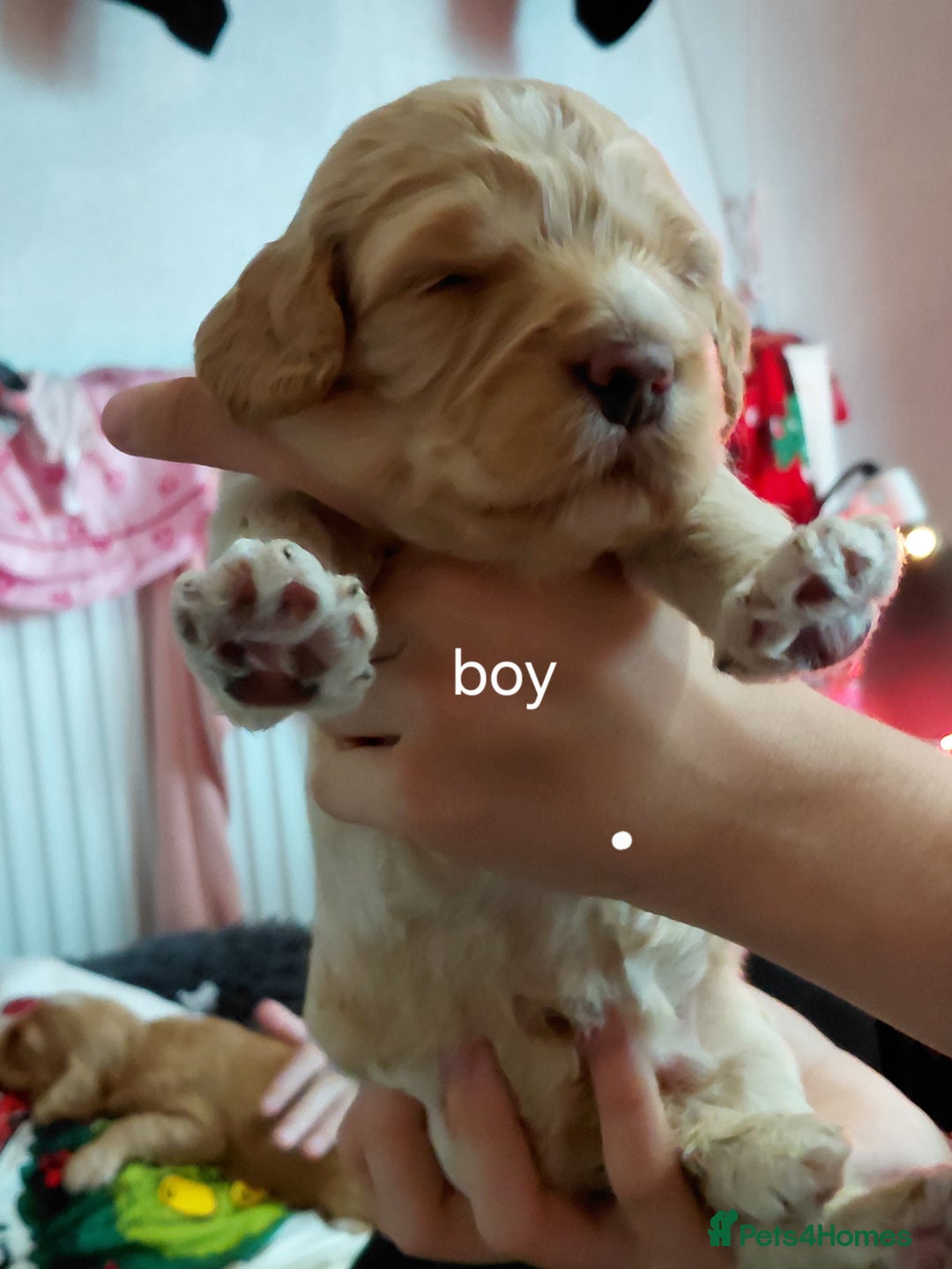 Mixed Breed dogs for sale: Sprockerpoos - Advert 9