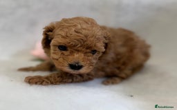 Toy Poodle dogs for sale: Asian toy poodles  - Image 2