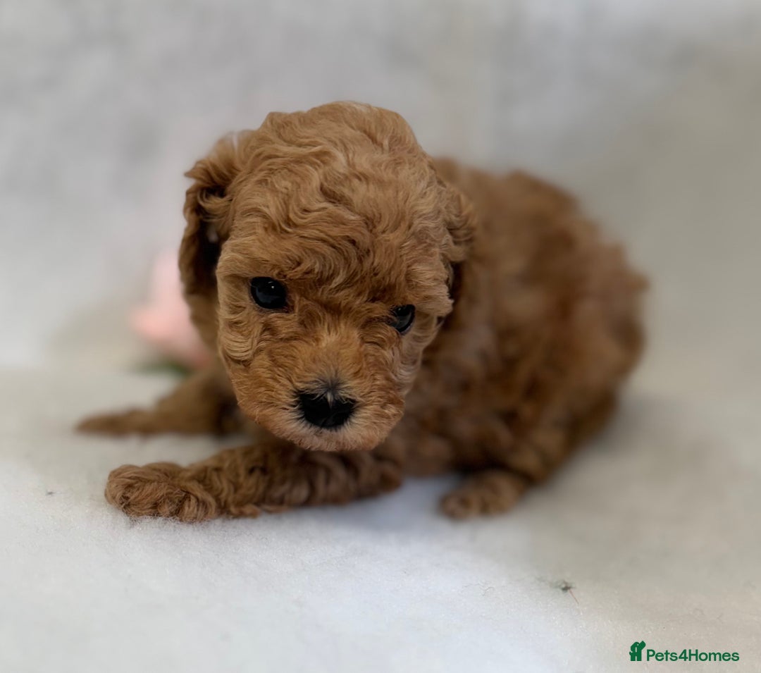 Toy Poodle dogs for sale: Asian toy poodles  - Image 2