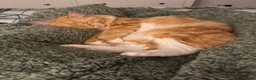 Maine Coon cats for sale: Kiki&Milo – Bonded Pair Looking for a Loving Home - Advert 29