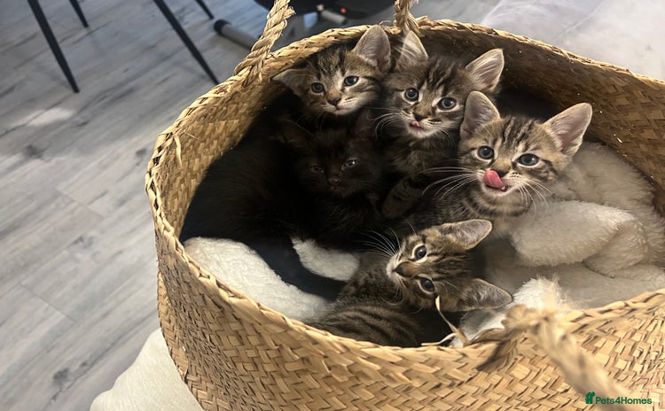 Mixed Breed cats - Advert 1