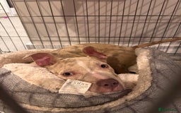 Mixed Breed dogs for sale: Sandy - Advert 21