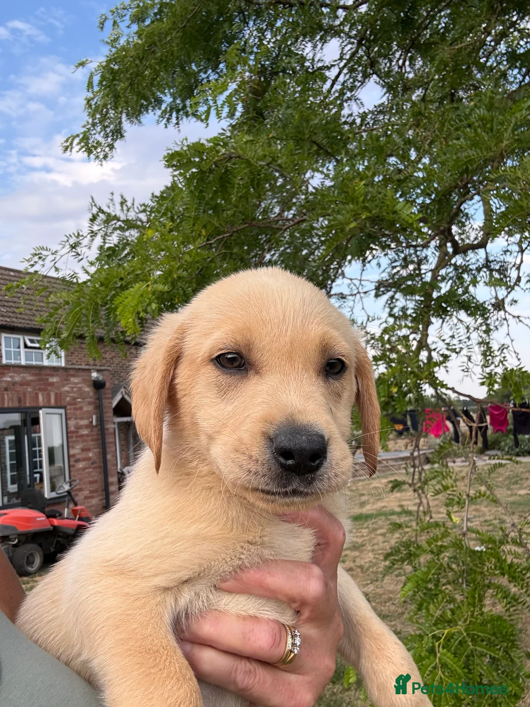 Labrador Retriever dogs for sale: 🖤🧡Fabulous Puppies Looking for a 5⭐️ home  - Advert 29