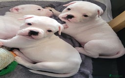 Dorset Olde Tyme Bulldogge dogs for sale: Dorset old tyme bulldogs  - Image 3