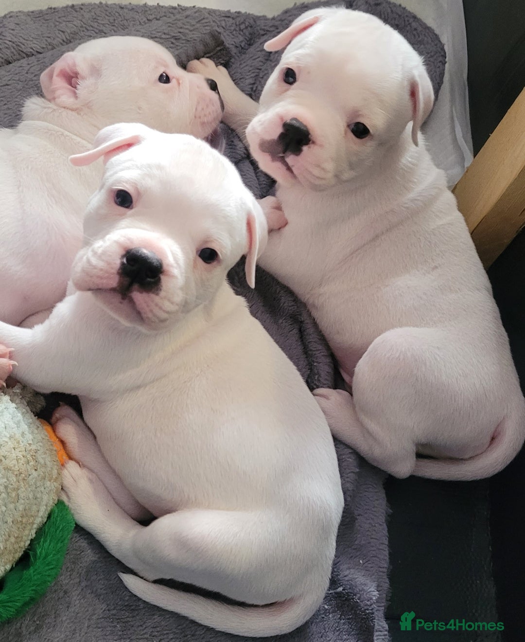 Dorset Olde Tyme Bulldogge dogs for sale: Dorset old tyme bulldogs  - Image 3