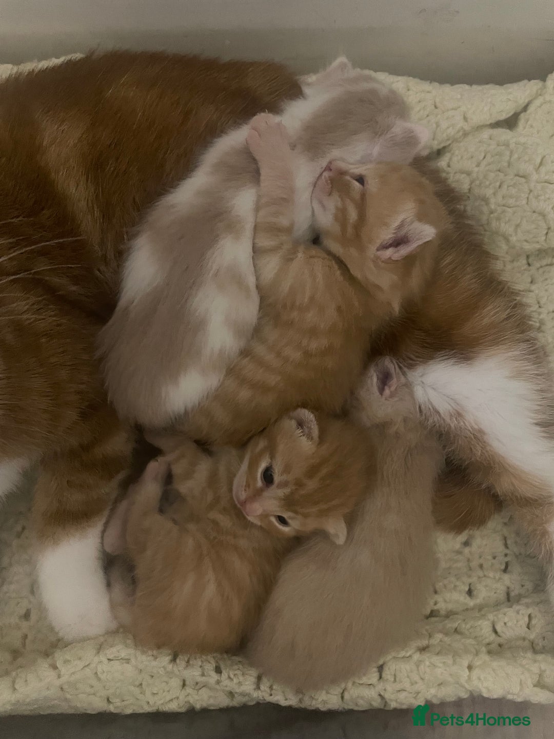 Mixed Breed cats for sale: GINGER KITTENS READY JAN 18TH - Advert 2