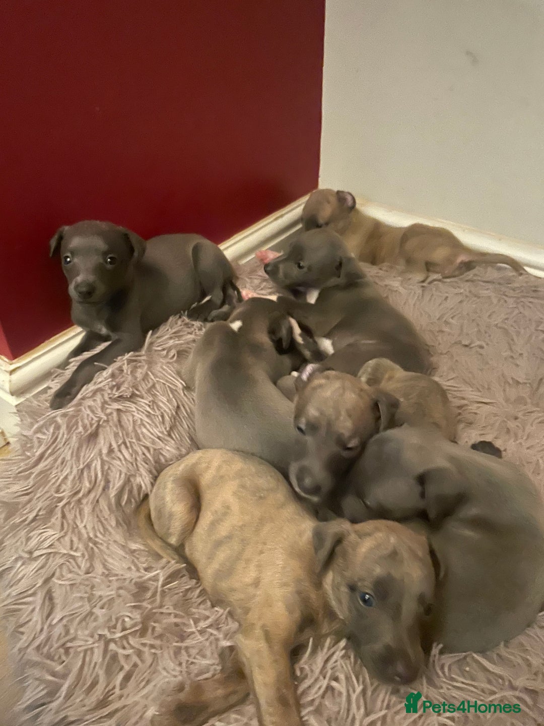Whippet dogs for sale: Adorable home bred KC whippets - Image 23