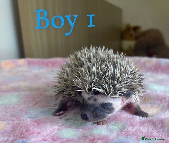 Pygmy Hedgehog rodents African Pygmy Hedgehog's  - Advert 2