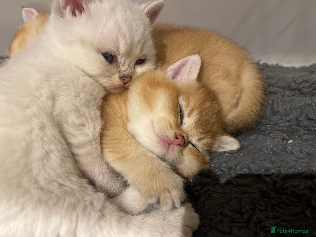 British Shorthair cats for sale: British shorthairs  - Advert 8