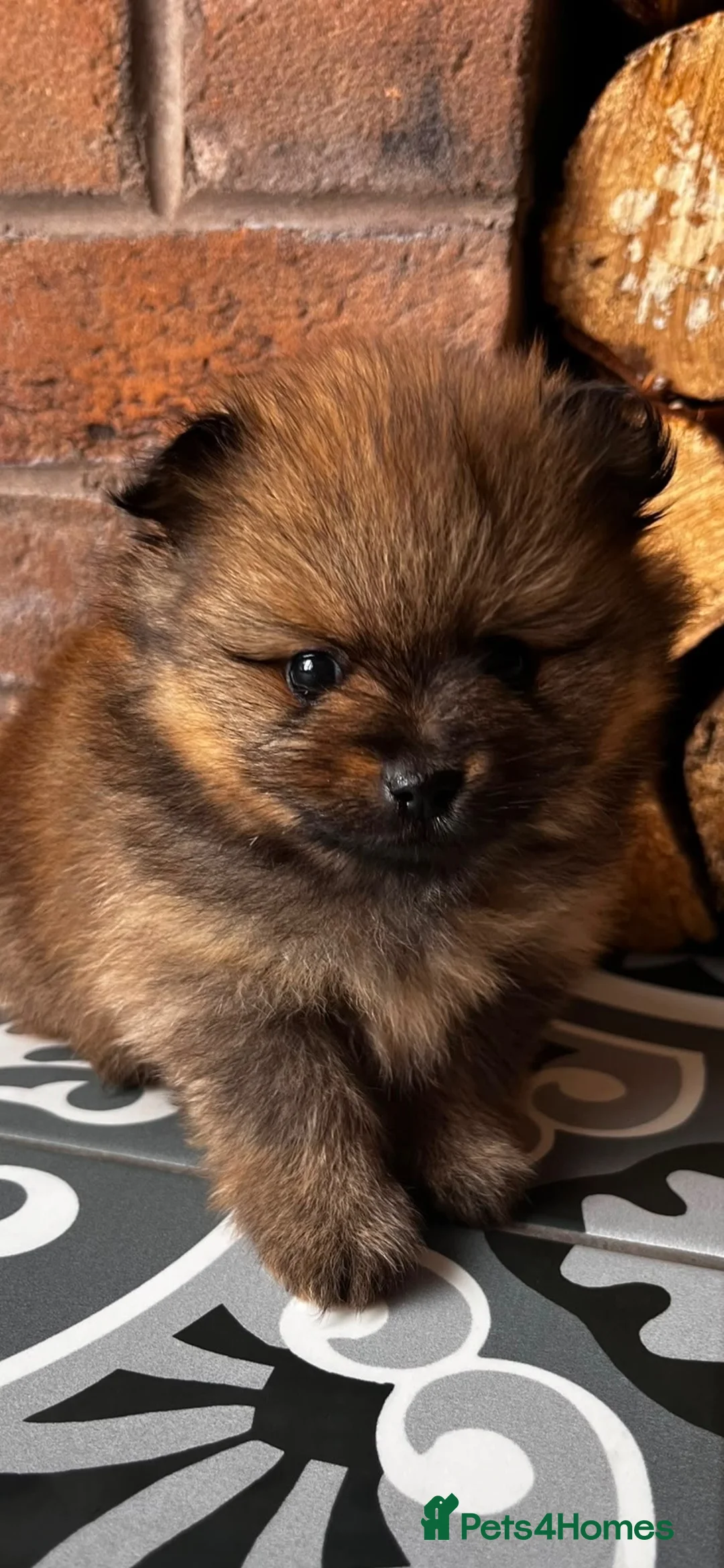 Pomeranian dogs for sale: Kc full pedigree Pomeranians  - Advert 2