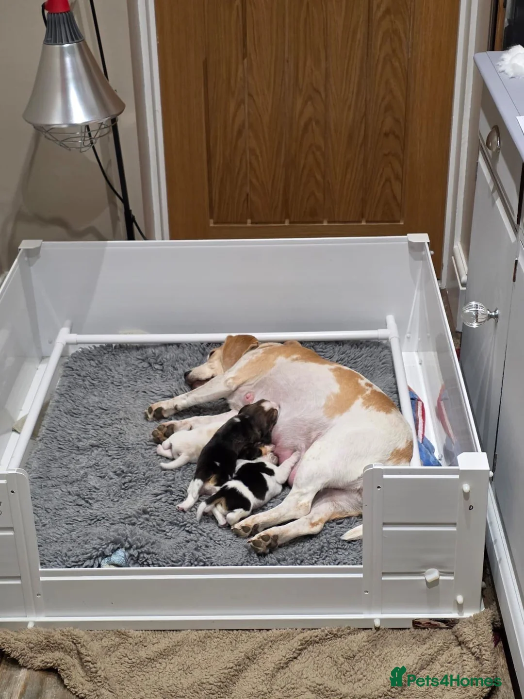 Beagle dogs for sale: Beautiful Beagle Girls  in Thetford - Advert 3