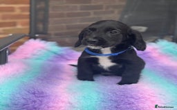 Cocker Spaniel dogs for sale: Ready to leave Cocker Spaniel Puppys in Doncaster - Image 3
