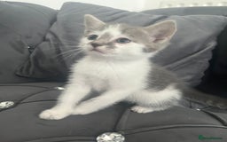 Mixed Breed cats for sale: Lovely kittens - Image 2