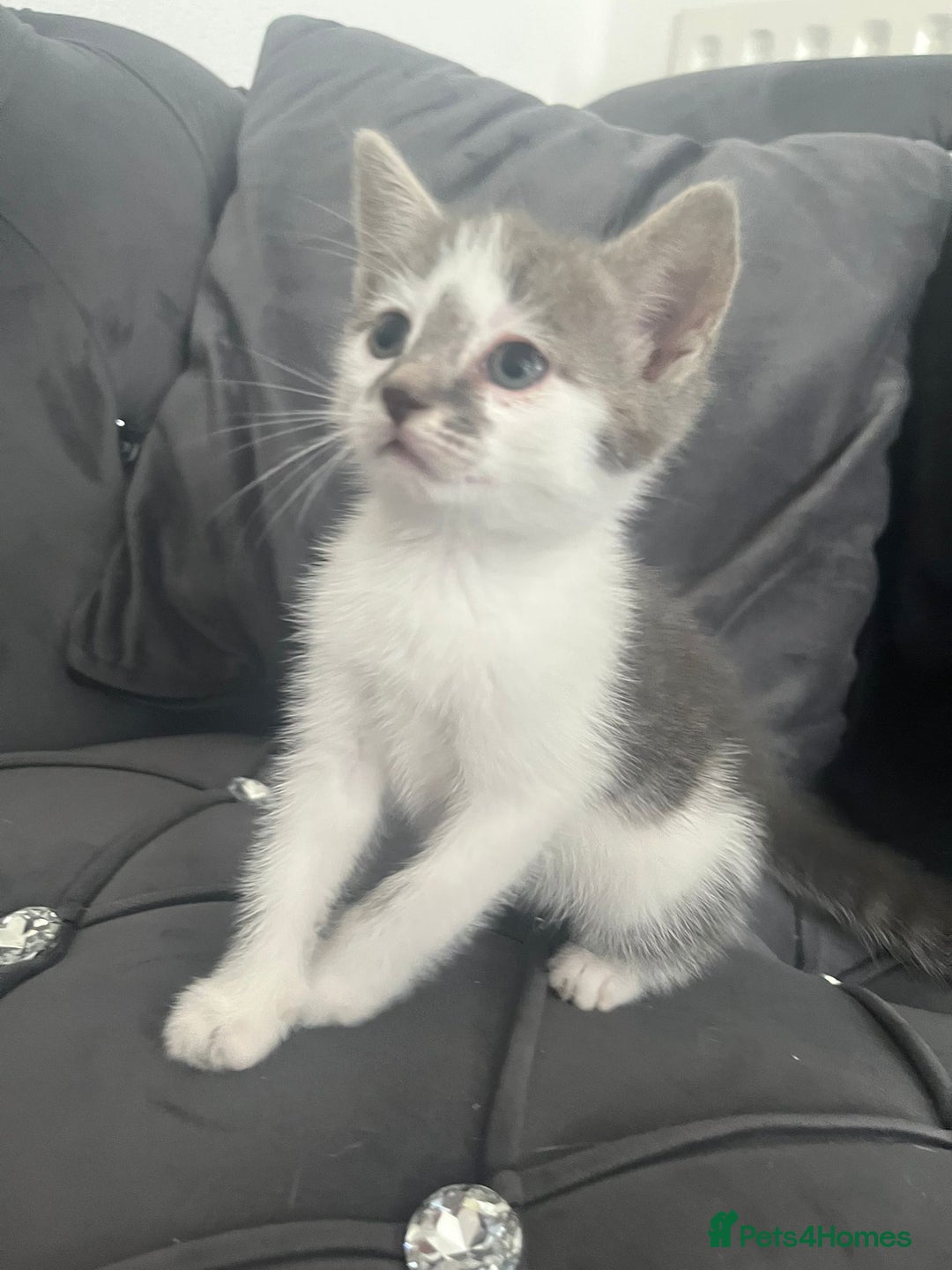 Mixed Breed cats for sale: Lovely kittens - Image 2