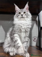 Maine Coon cats - Advert 3