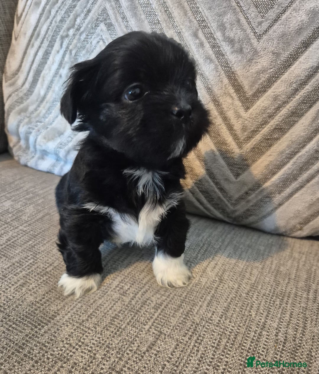 Lhasa Apso dogs for sale: Lhaso Apso Puppies  - Image 30