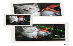 Siberian cats for sale: Champion blood, 5 Gen pedigree, loving kittens - Image 9