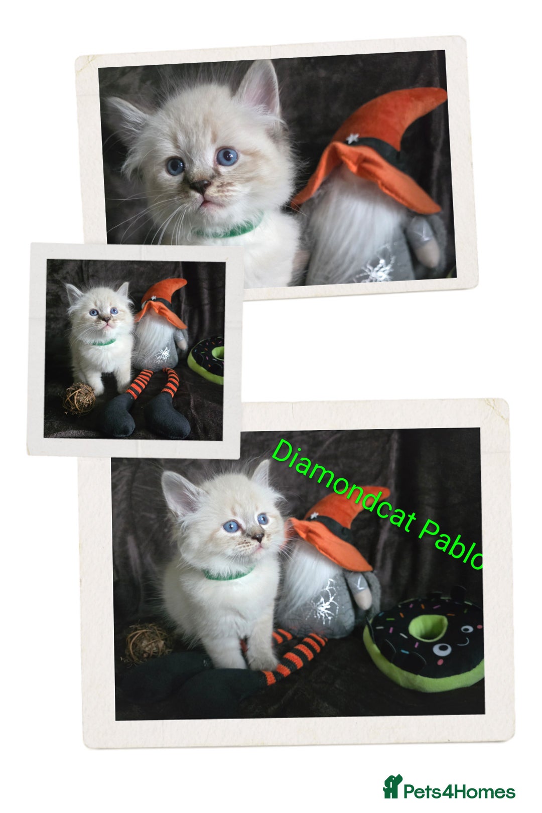 Siberian cats for sale: Champion blood, 5 Gen pedigree, loving kittens - Image 9