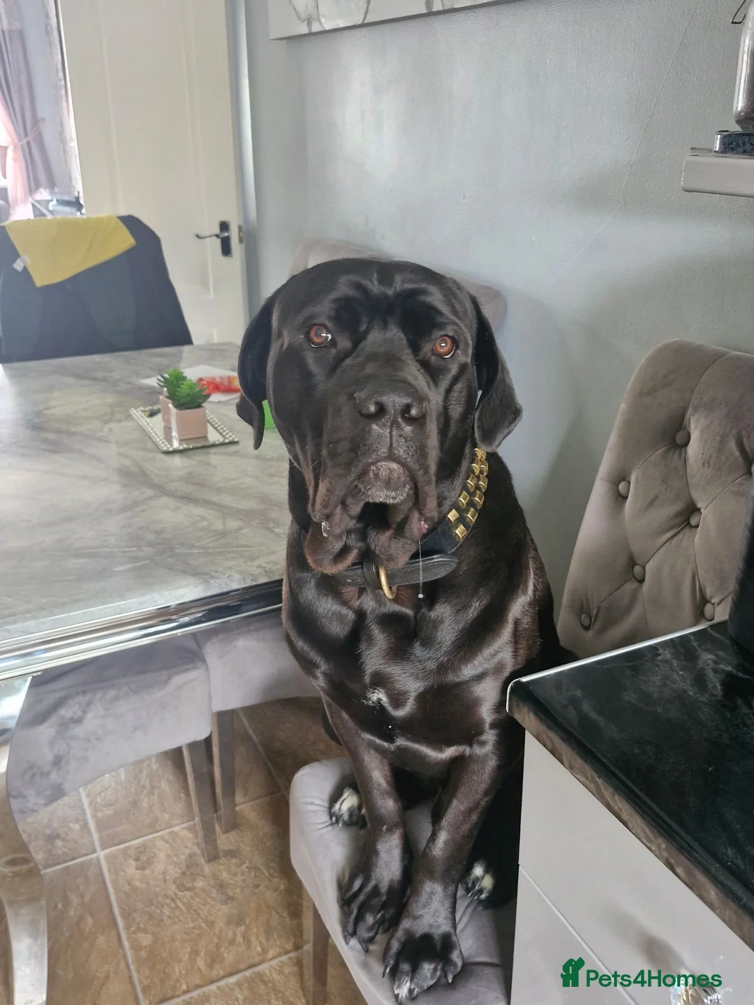 Cane Corso dogs for stud: Caeser  in Bootle - Advert 1