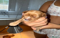 Cavalier King Charles Spaniel dogs for sale: Ruby red Cavalier King Charles - Image 4