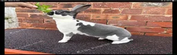 Rex rabbits for sale: Mini re **  in Liverpool - Advert 9