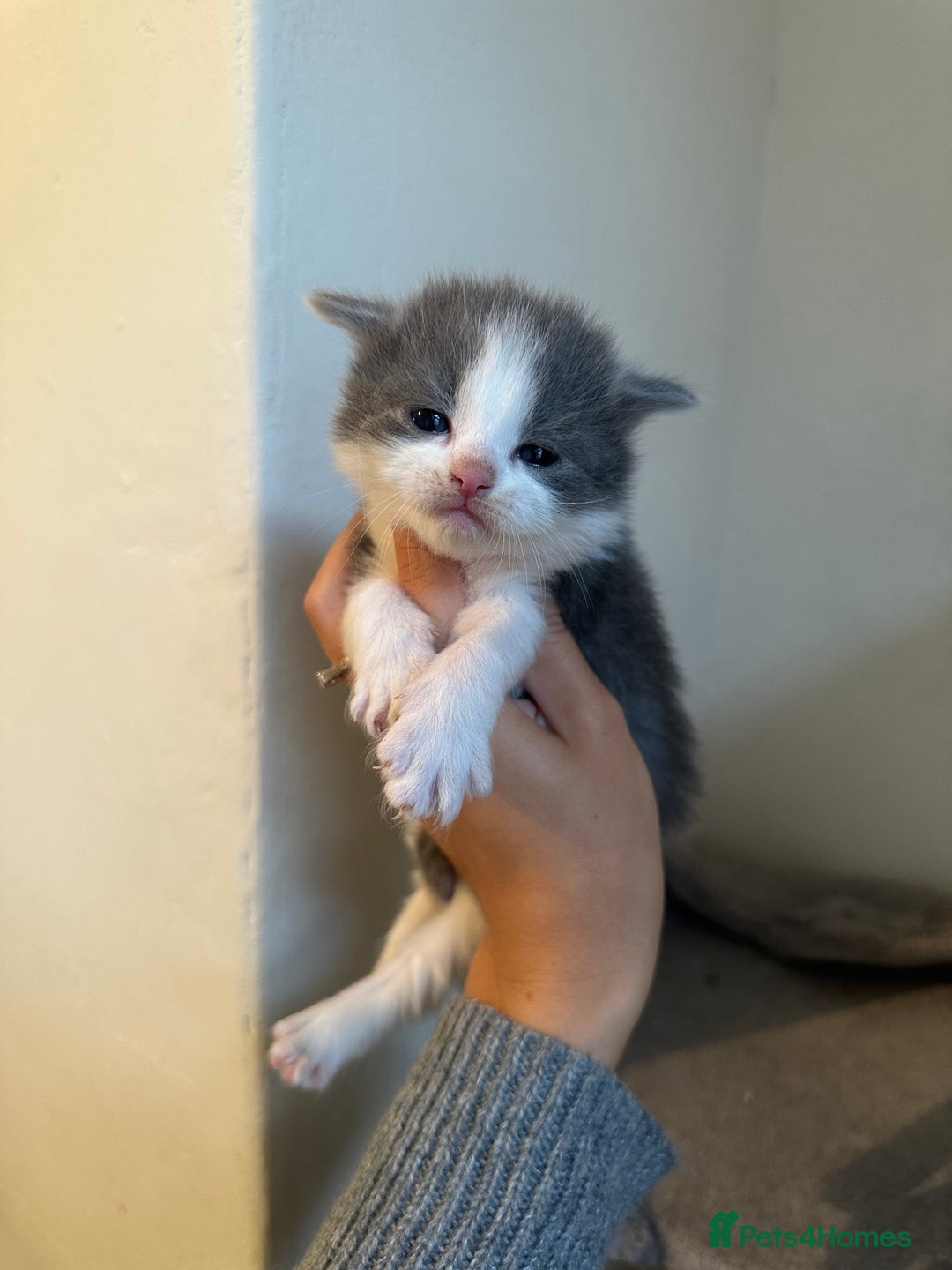 Ragdoll cats for sale: 7 ragdol mix kittens for sale - Image 13