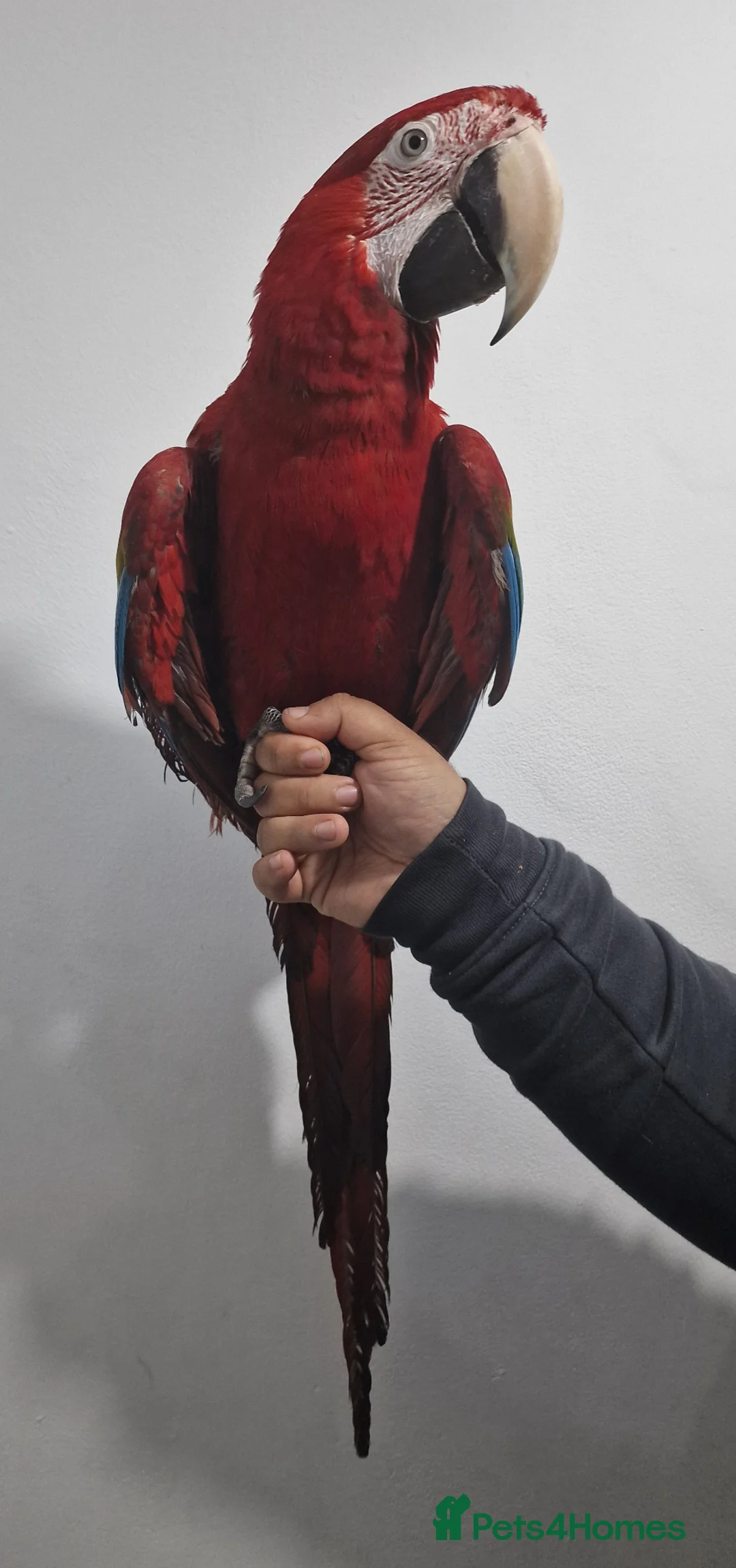 Budgerigars birds for sale: Greenwing Macaw - Advert 1