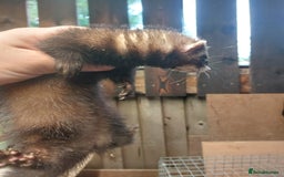 Ferret rodents for sale: Ferrets for sale - Image 4
