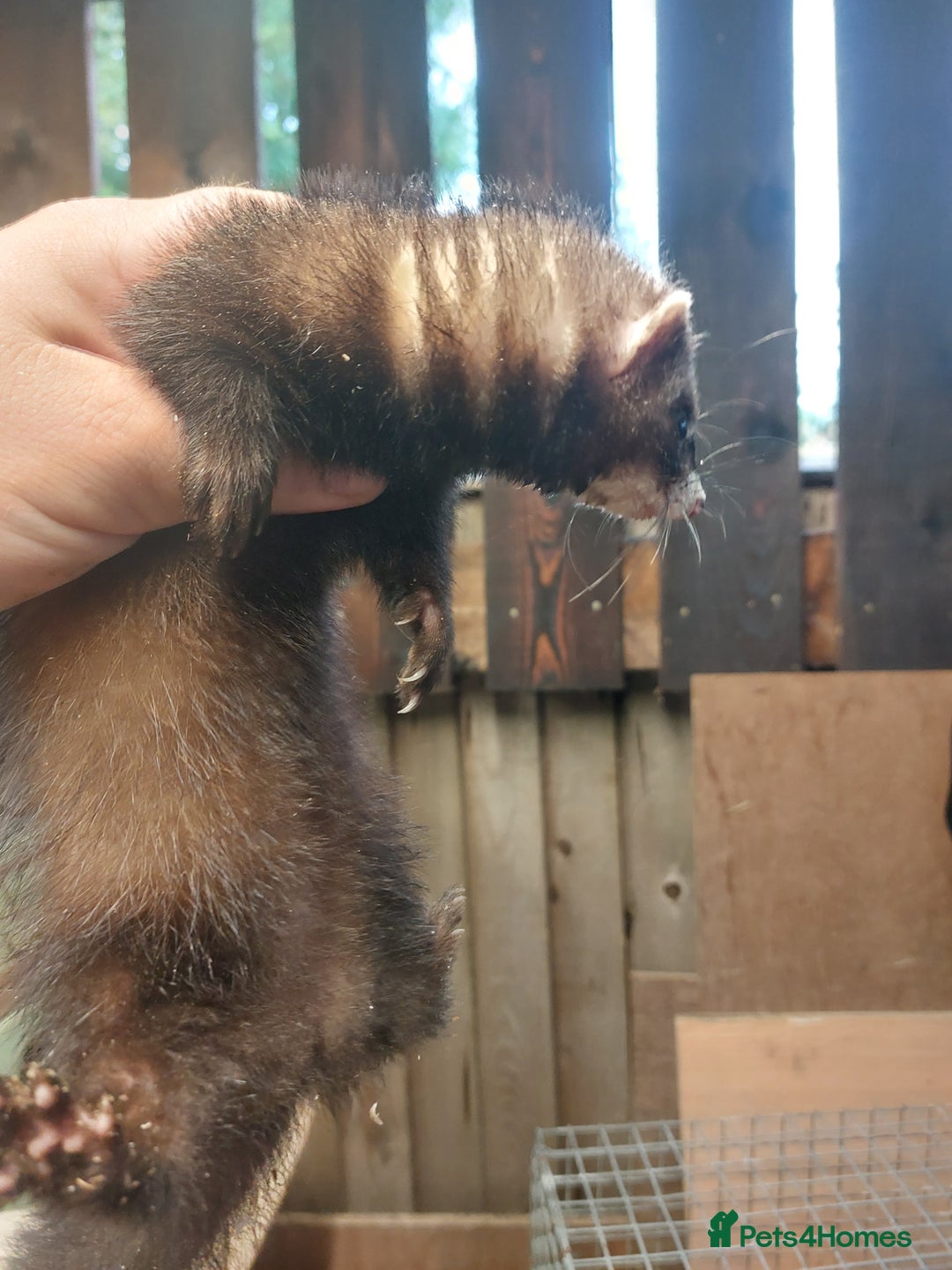 Ferret rodents for sale: Ferrets for sale - Image 4