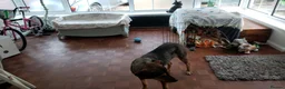 Mixed Breed dogs for adoption: 🌟 Special Home Needed for a Very Special Girl 🌟 in Pulborough - Advert 20