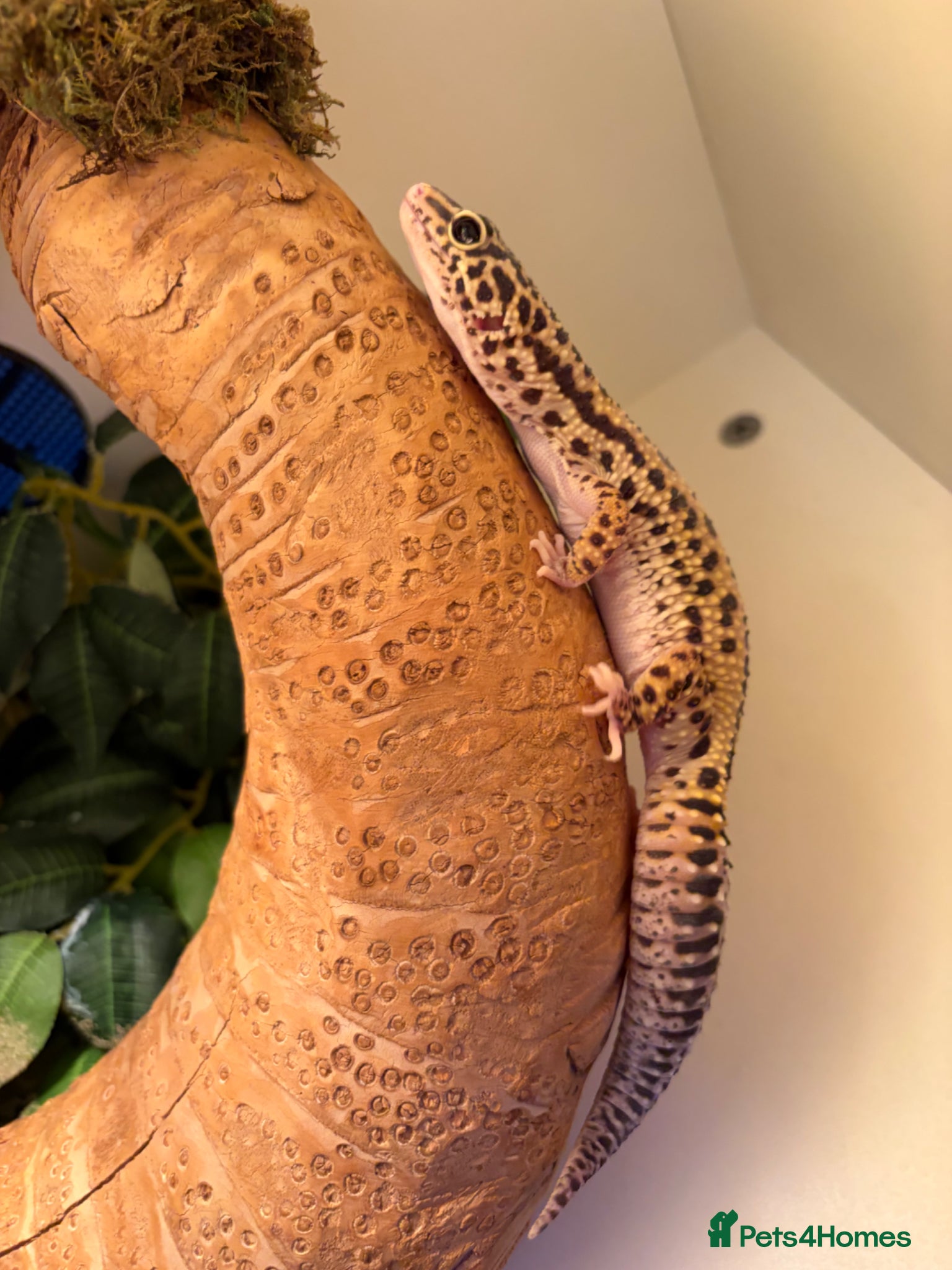 Leopard Gecko reptiles Lepord gecko and full setup with bulbs for sale   - Advert 5
