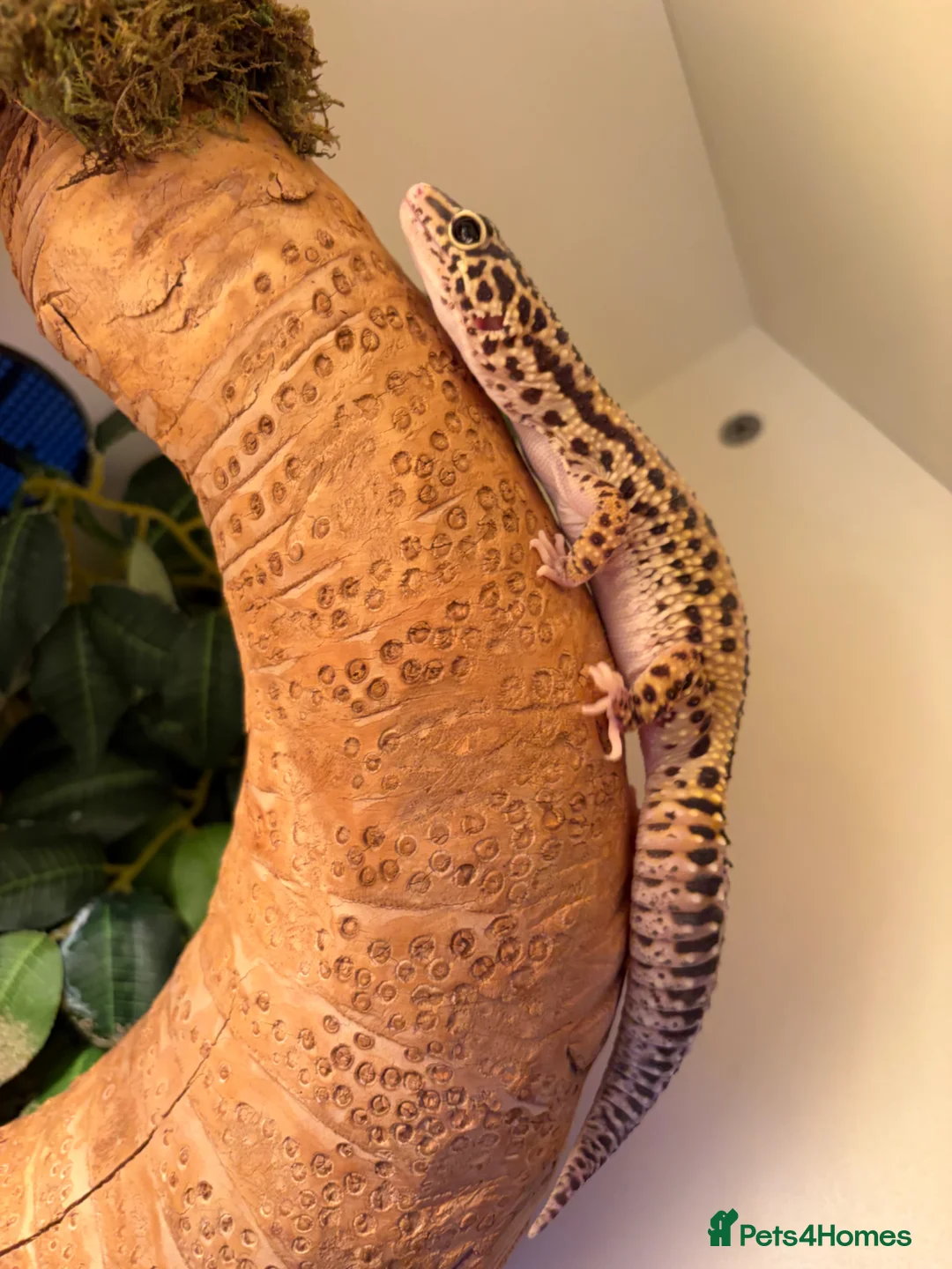 Leopard Gecko reptiles for sale: Lepord gecko and full setup with bulbs for sale   in Sheffield - Advert 1