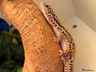 Leopard Gecko reptiles Lepord gecko and full setup with bulbs for sale - Advert 5