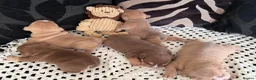 English Bulldog dogs for sale: English Bulldog Puppies  - Advert 11