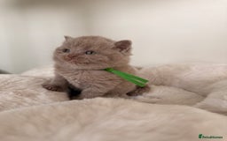 British Shorthair cats for sale: 7 British Shorthair Kittens TICA®️ – Import Lines - Image 12