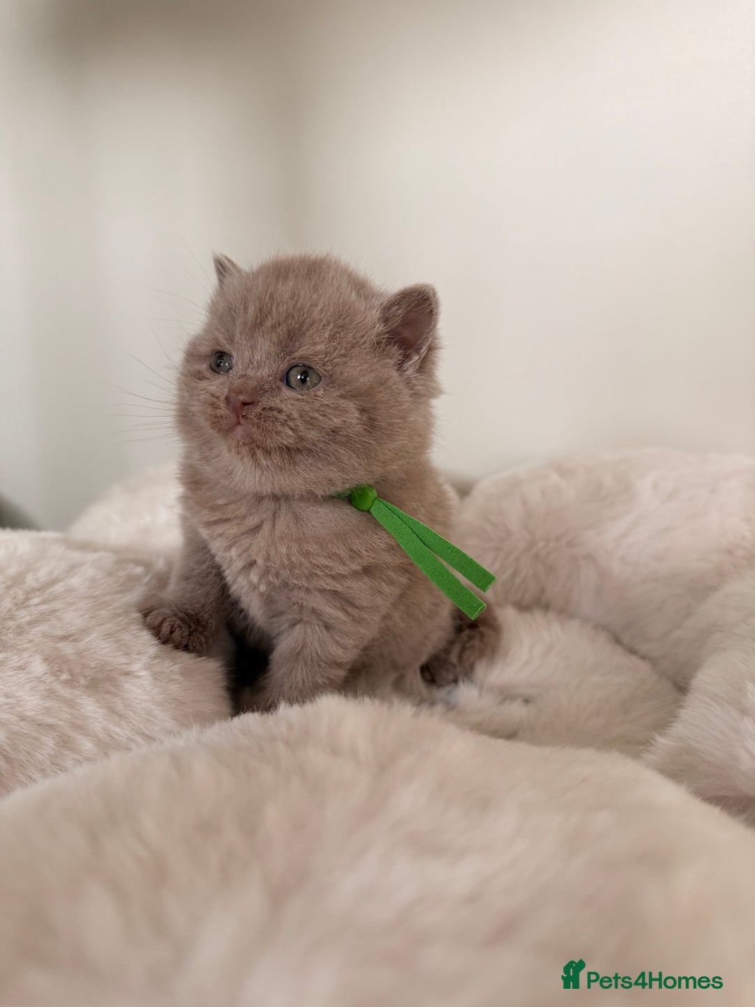 British Shorthair cats for sale: 7 British Shorthair Kittens TICA®️ – Import Lines - Image 12